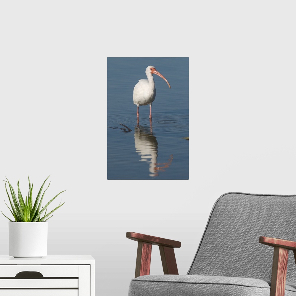 A modern room featuring white ibis (Eudocimus albus), Refection, Fort Meyers FL