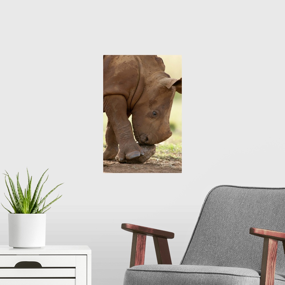 A modern room featuring White Rhinoceros calf playing with a rock, South Africa
