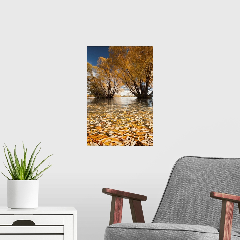 A modern room featuring Willow trees, autumn sunshine, Lake Tekapo, Mackenzie Country, New Zealand