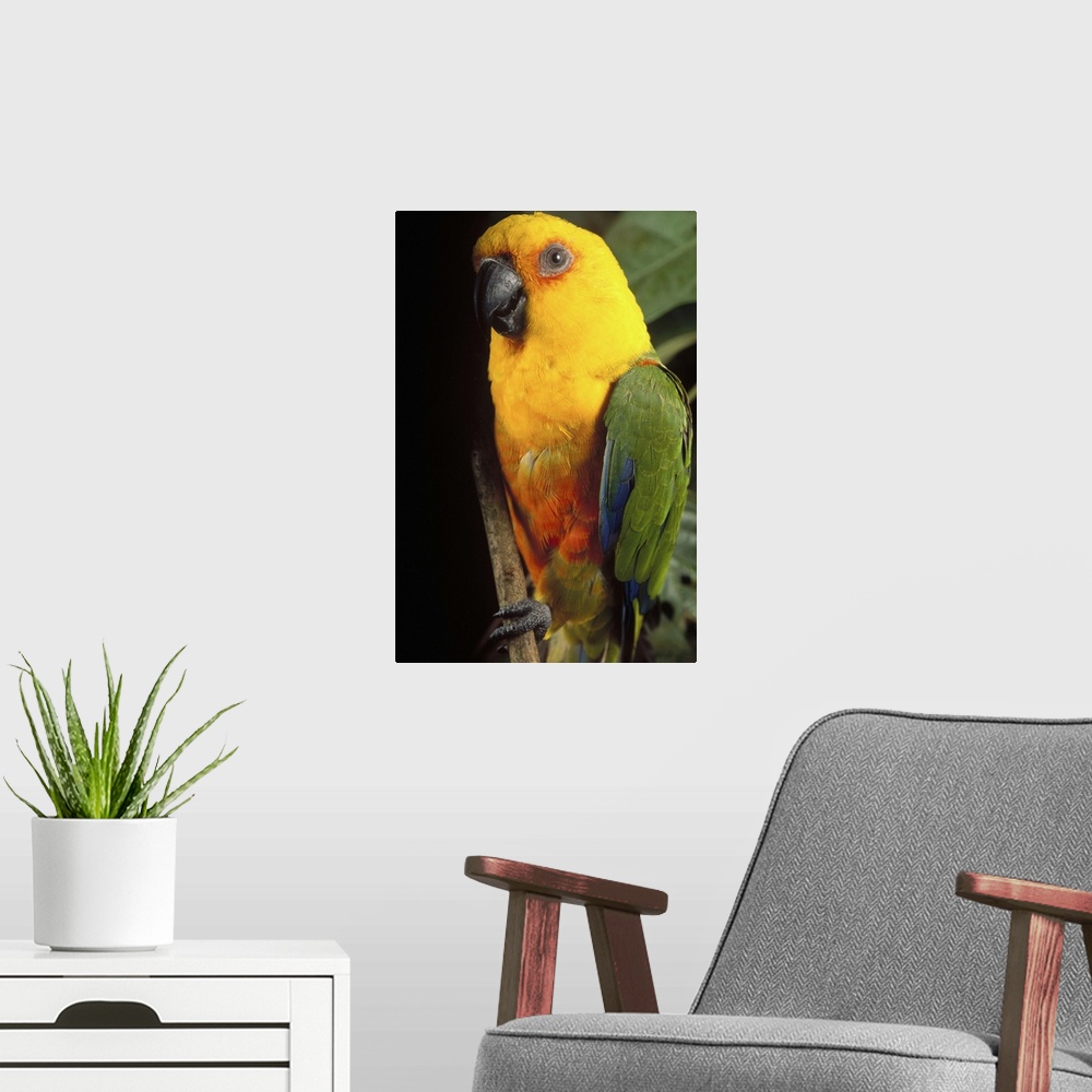A modern room featuring Yellow-faced Parrot (Amazona xanthops) portrait, threatened, southern Brazil