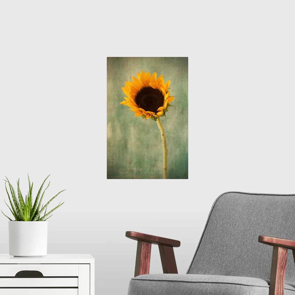A modern room featuring Golden Sunflower