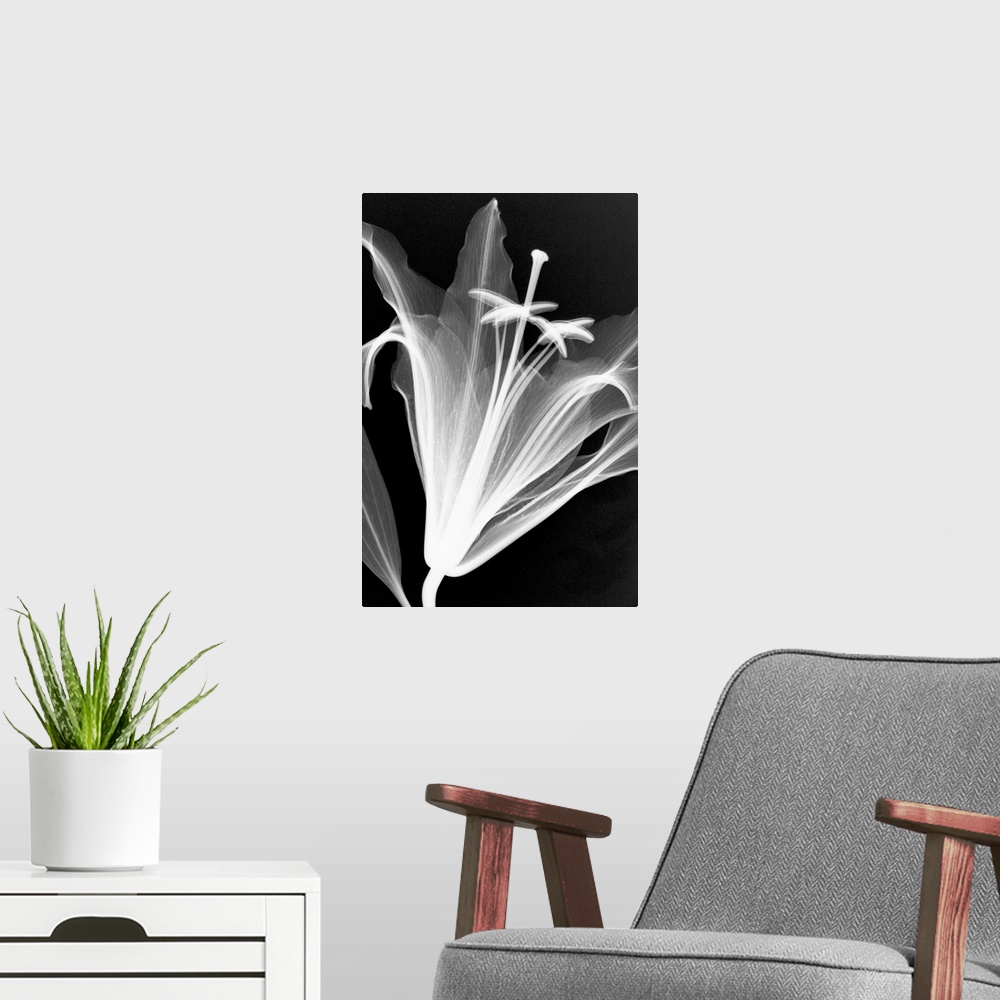 A modern room featuring Fine art photograph using an x-ray effect to capture an ethereal-like image of a lily.