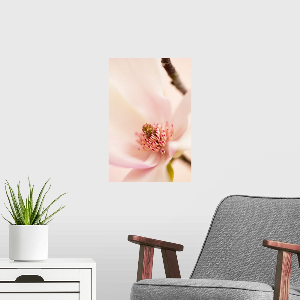 A modern room featuring Spring Magnolia Blossom