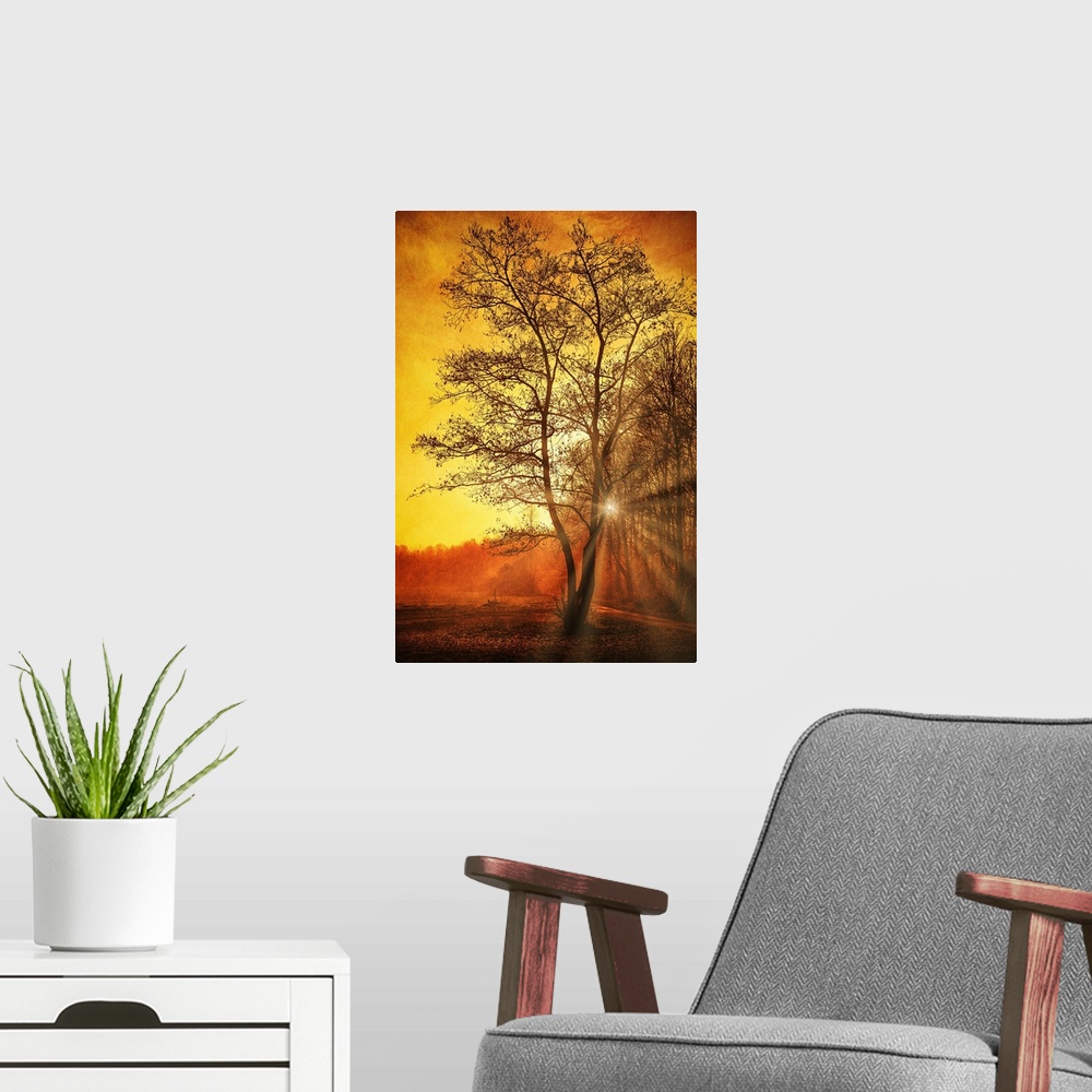 A modern room featuring The sun breaks through a forest with a bare tree in the foreground