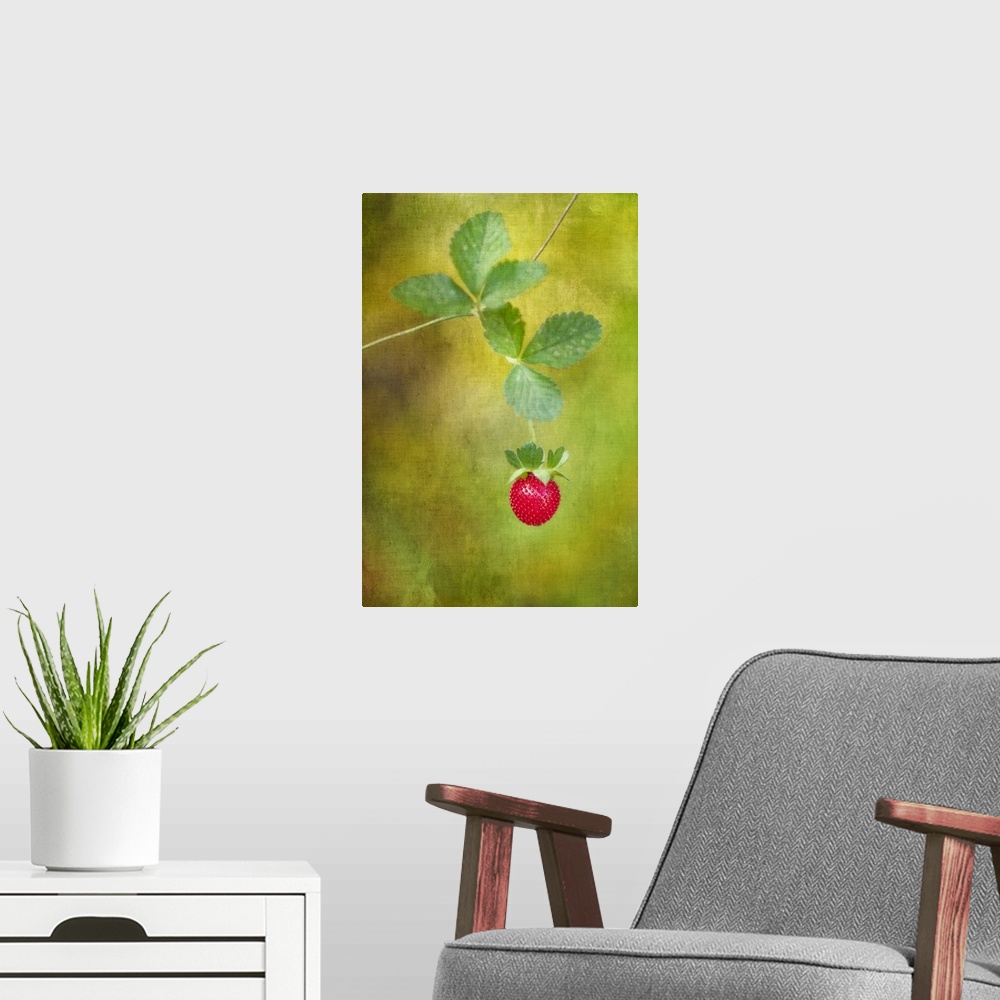 A modern room featuring Image with a piece of red fruit hanging from the vine on a light green background.