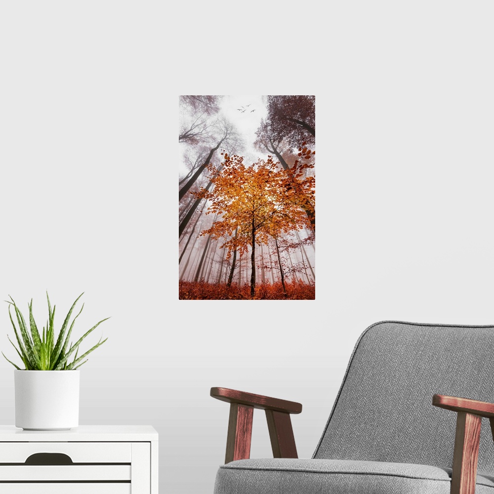 A modern room featuring Looking up from the ground though a misty forest of slender trees in fall colors.