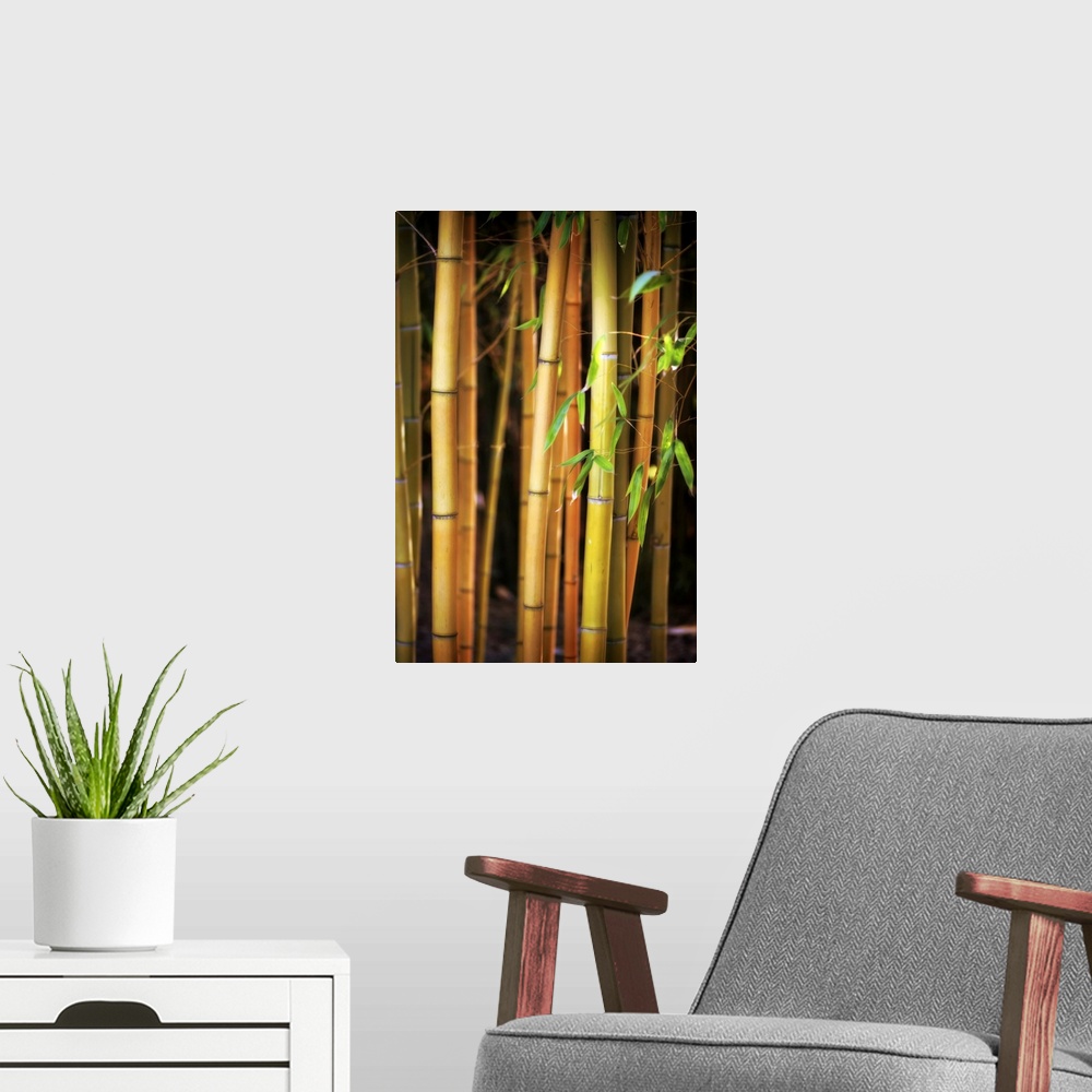 A modern room featuring Fine art photo of several stalks of bamboo in shallow focus.