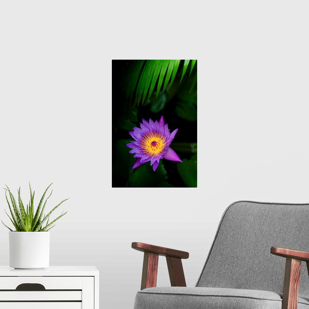 A modern room featuring Pretty water lily flower