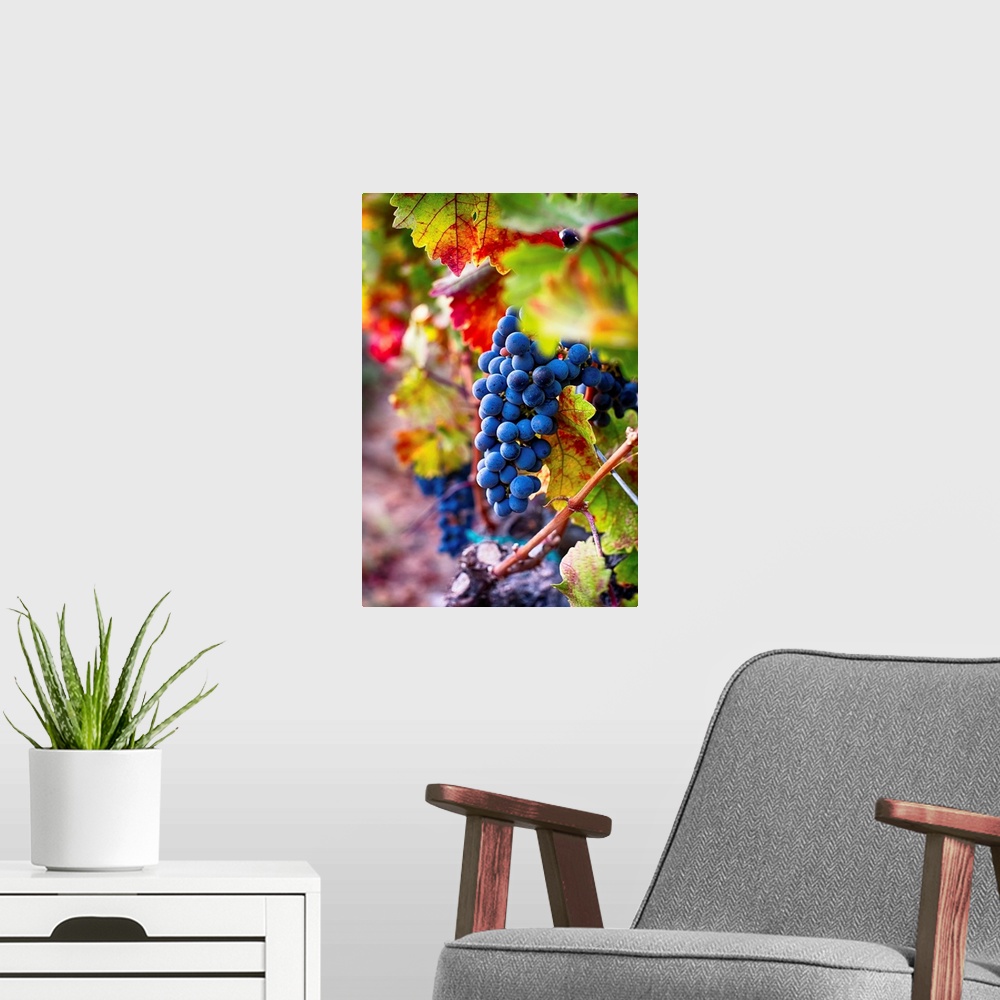 A modern room featuring Fine art photo of a boldly colored bunch of grapes still on the vine.