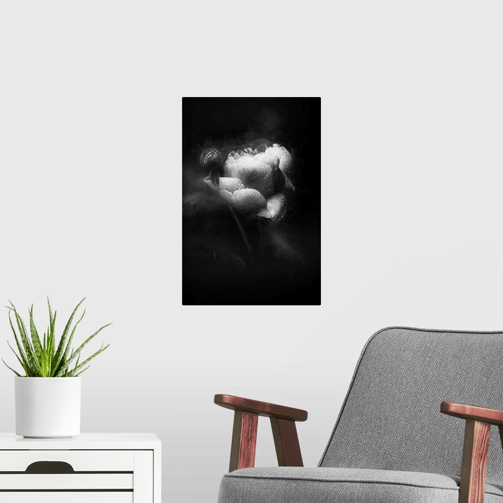 A modern room featuring Soft focus black and white image of a rose covered in water droplets and smoke around the sides g...