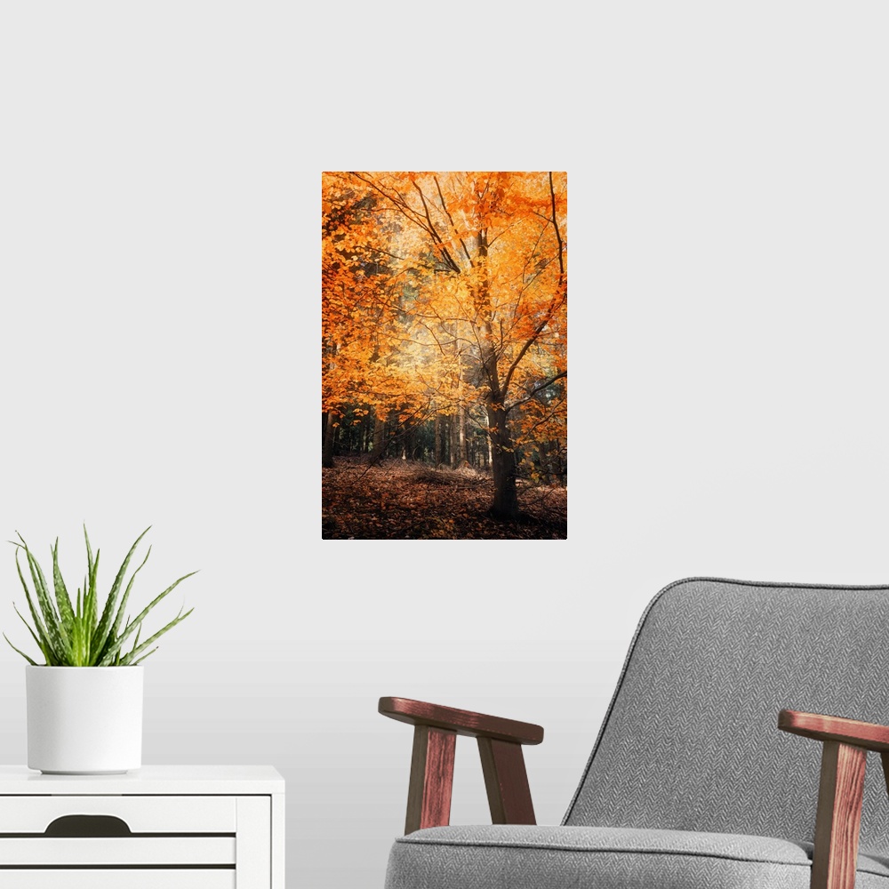 A modern room featuring A forest with trees with bright orange leaves in the fall.