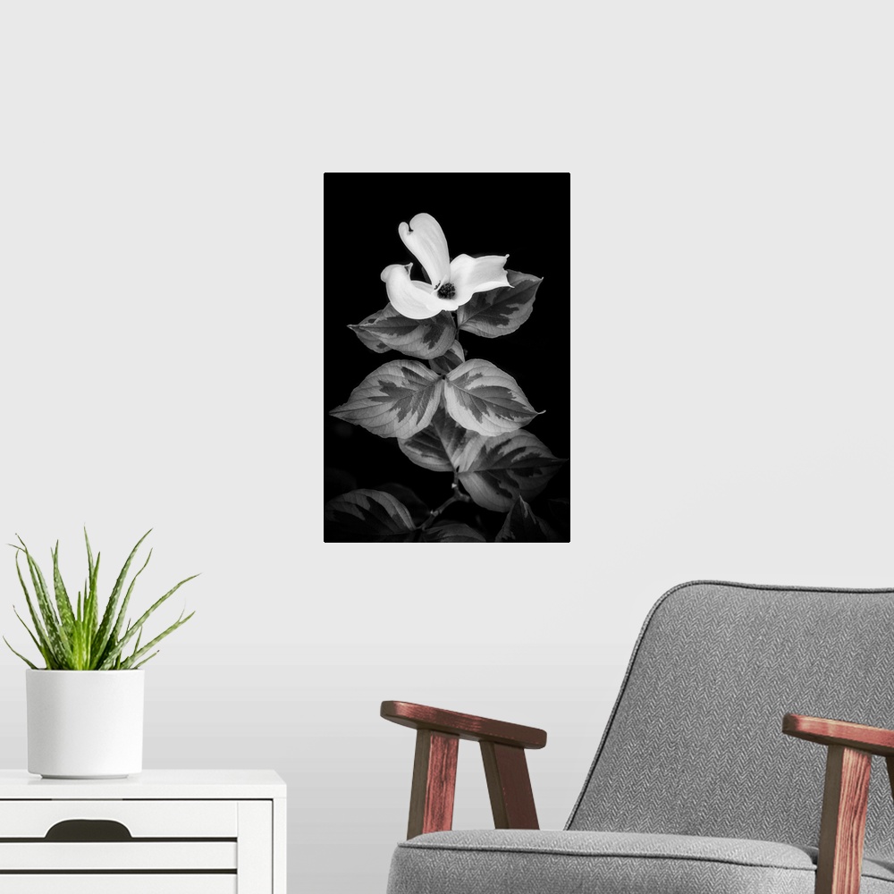 A modern room featuring Dogwood in black and white and close up on a black background