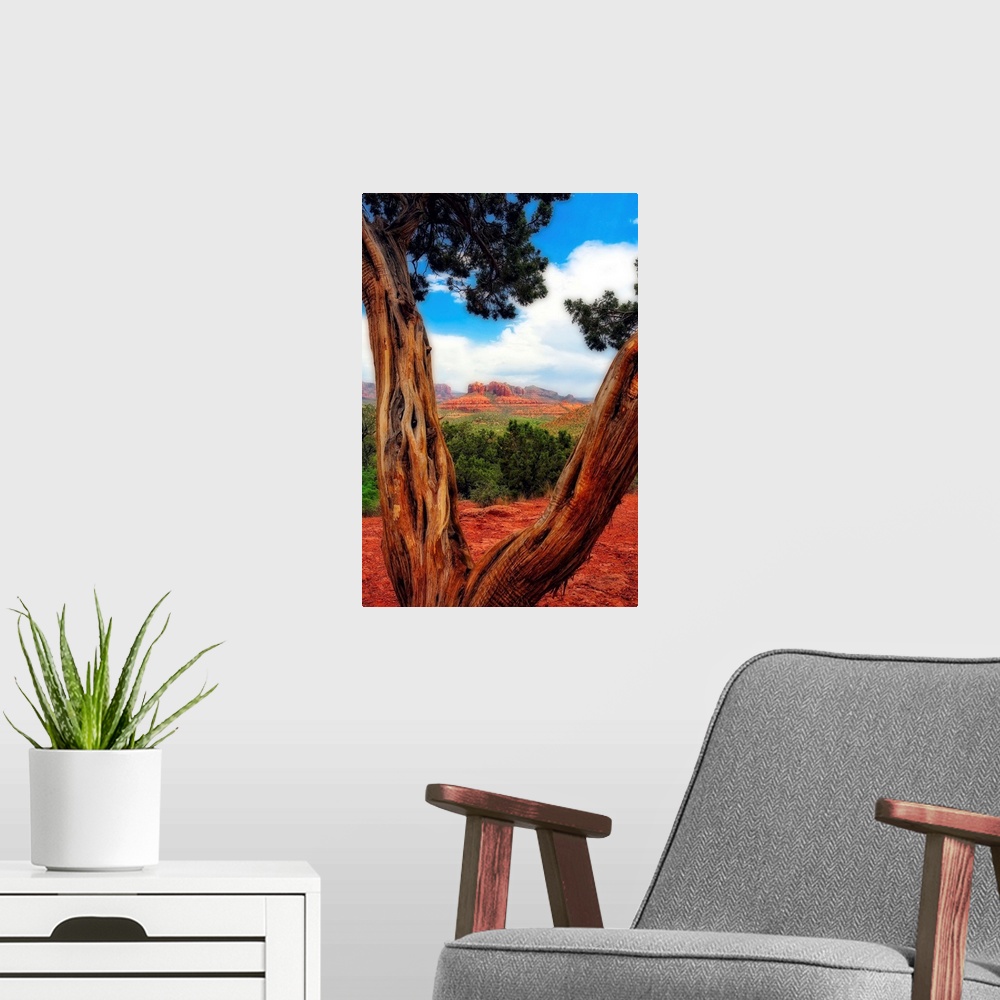 A modern room featuring Looking through the branches of a Bristlecone Pine, Sedona, Arizona.