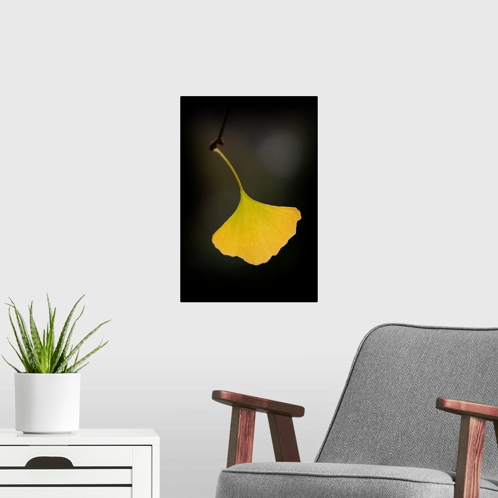 A modern room featuring A single yellow ginkgo leaf hanging off a twig.