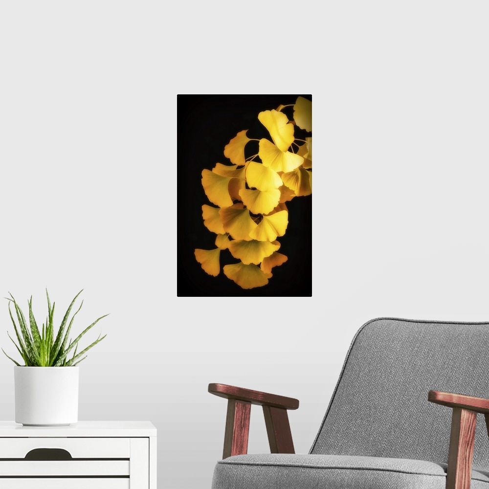 A modern room featuring A golden ginkgo branch on a black background.