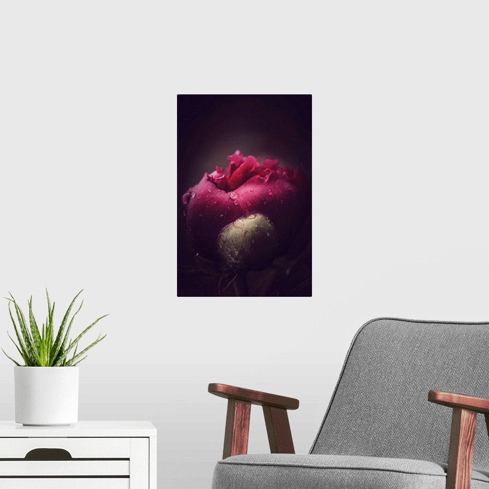 A modern room featuring Close up on a peony bud opening with dew drops