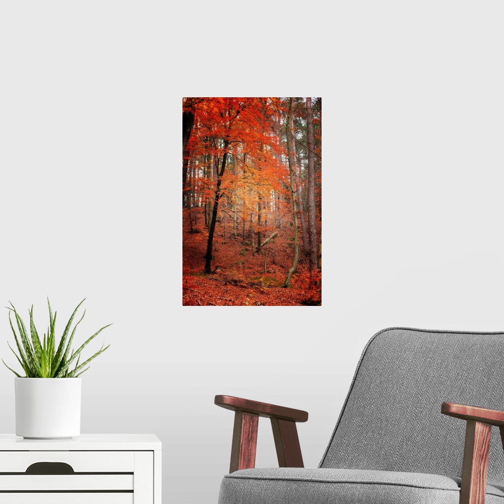 A modern room featuring A red tree in a forest in autumn