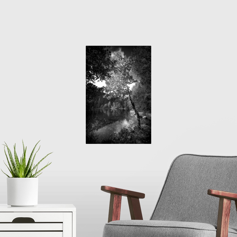 A modern room featuring Black and white photograph of a small lake in a forest, concentrating on a single tree along the ...