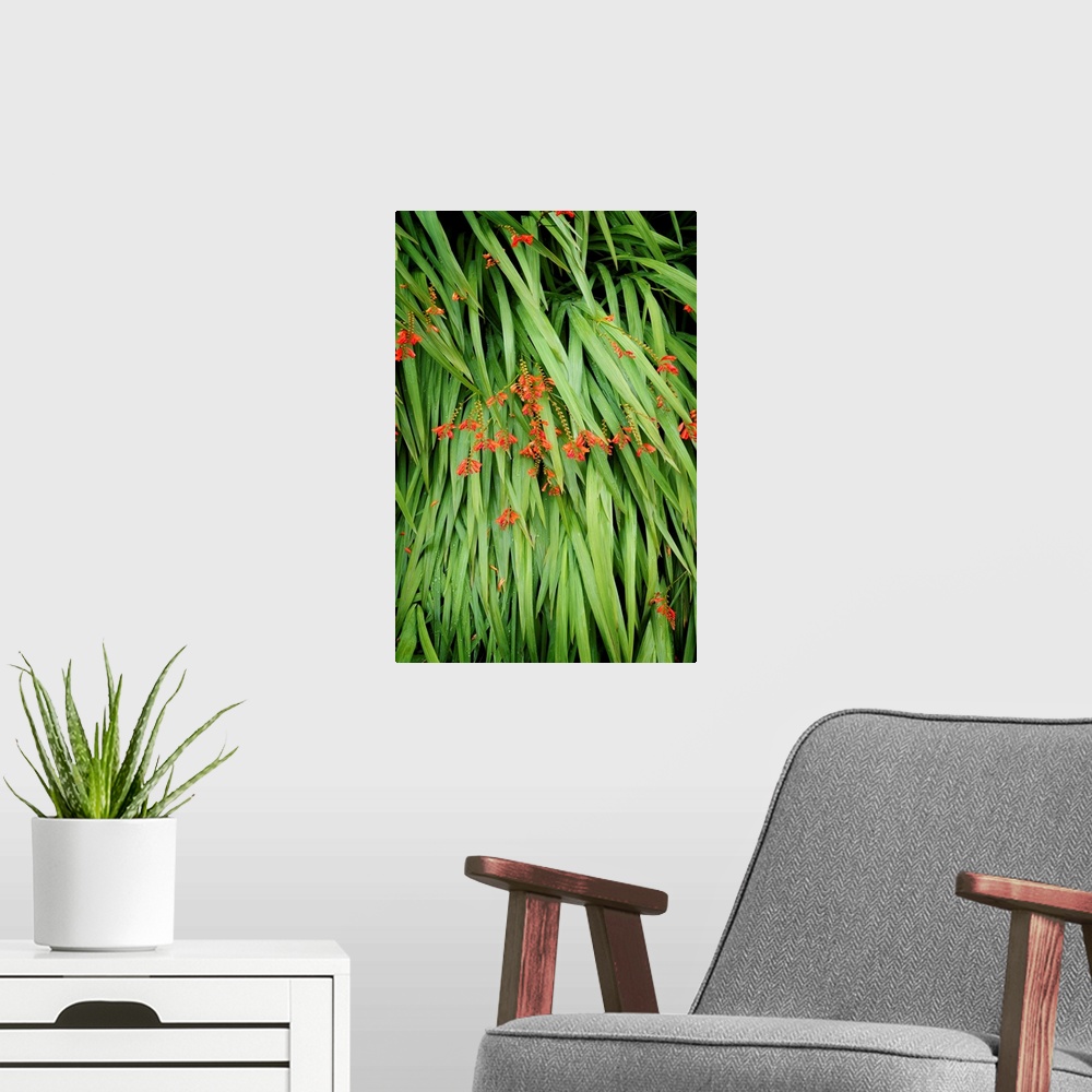 A modern room featuring Fine art photo of blades of grass pointing down with small orange flowers.