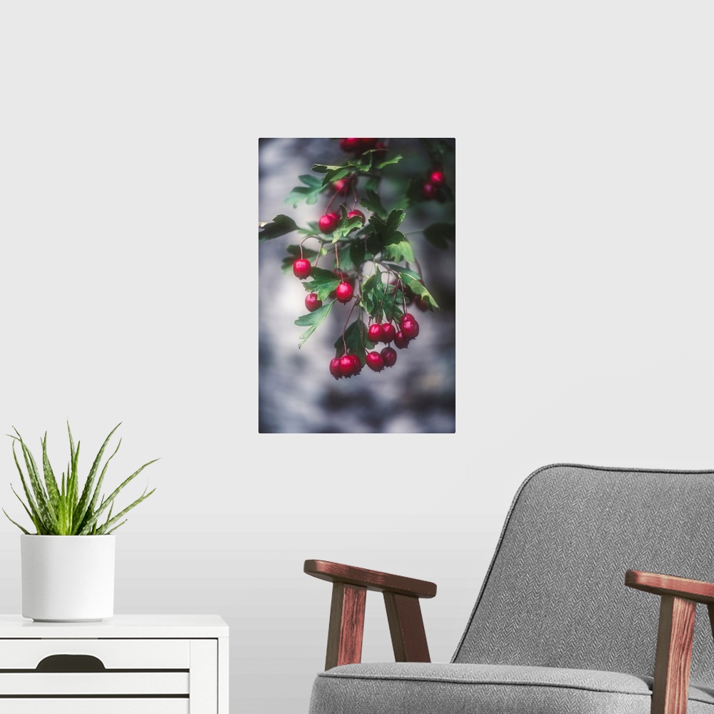 A modern room featuring Wild berries with a bokeh effect
