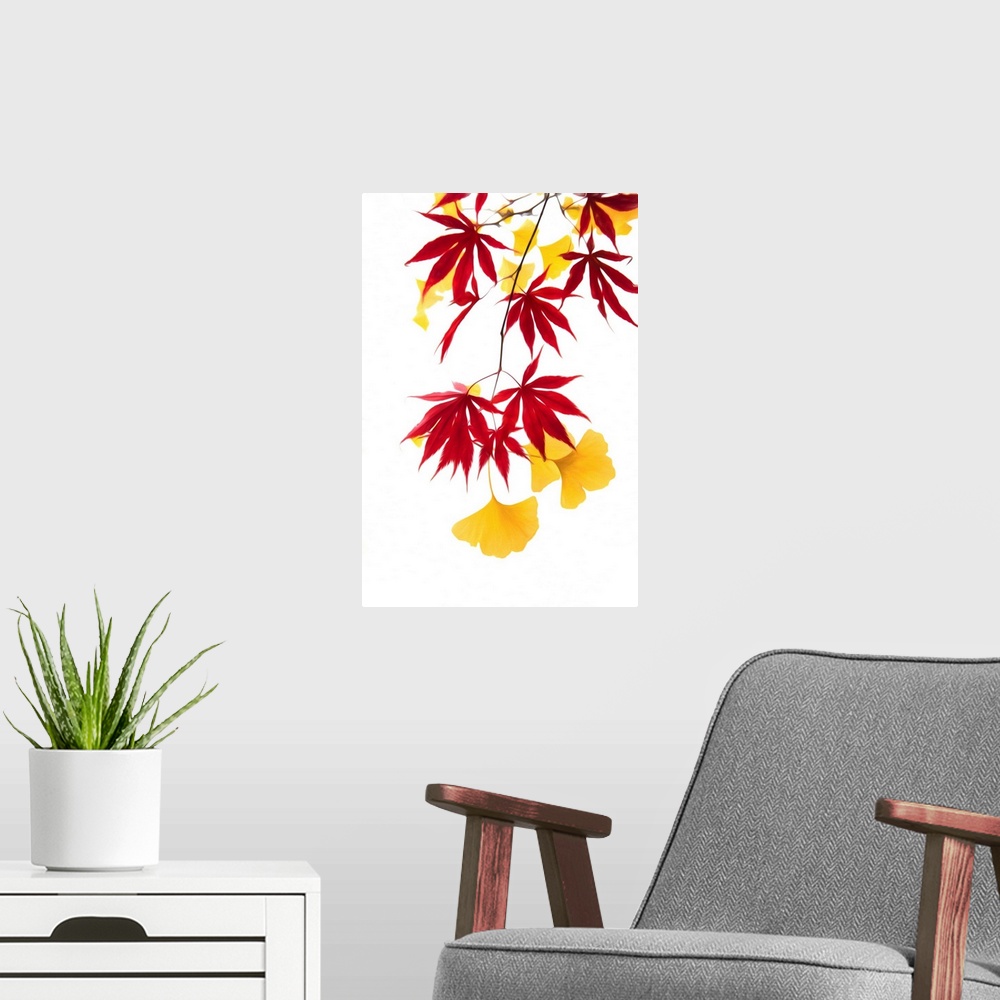 A modern room featuring Mix of maple leaves and ginkgo