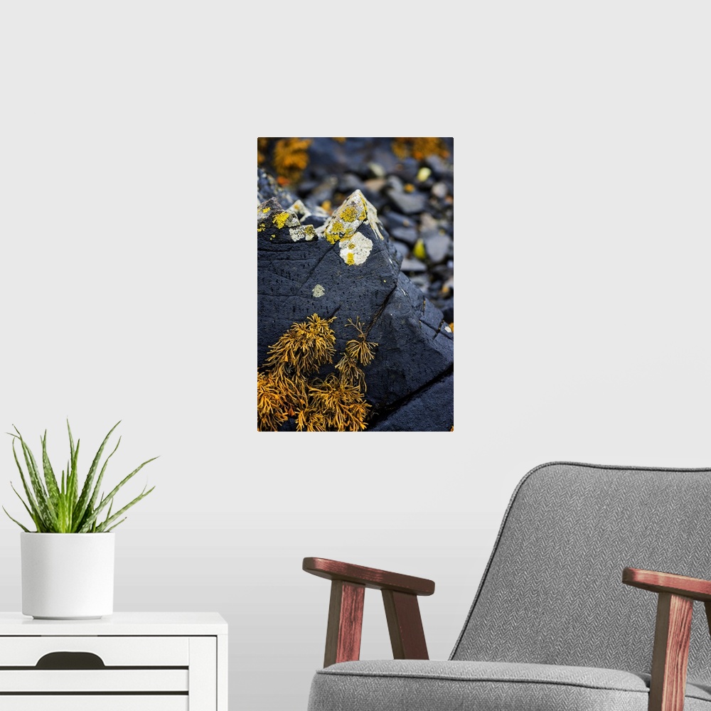 A modern room featuring Fine art photo of round fungus growing on a sharp rock in a forest.