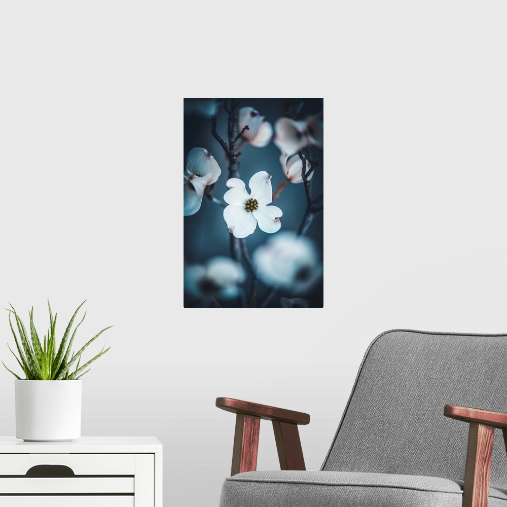 A modern room featuring Dogwood flower in a bluish atmosphere