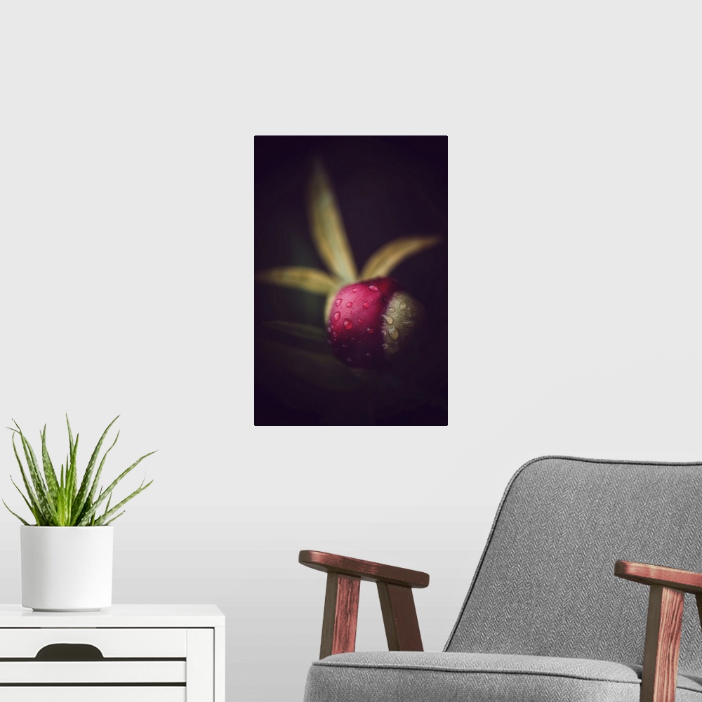 A modern room featuring Peony bud on black background
