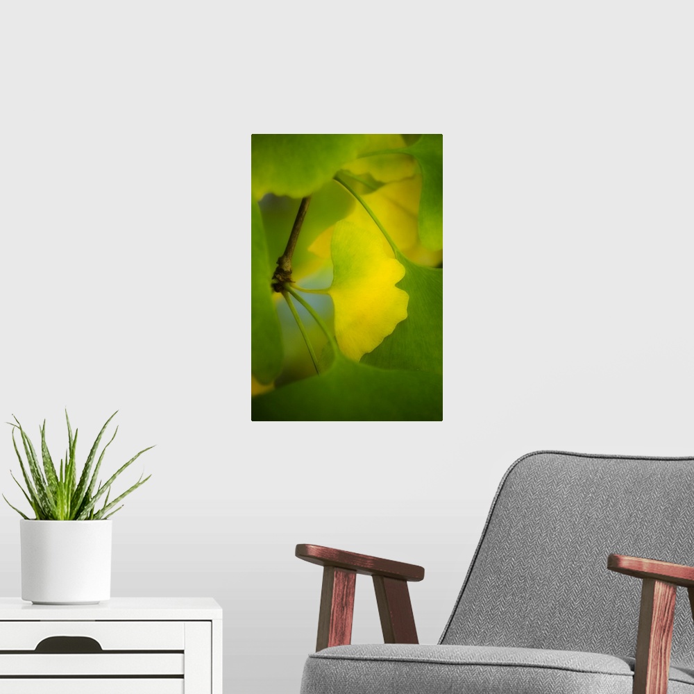 A modern room featuring A green ginkgo biloba leaf