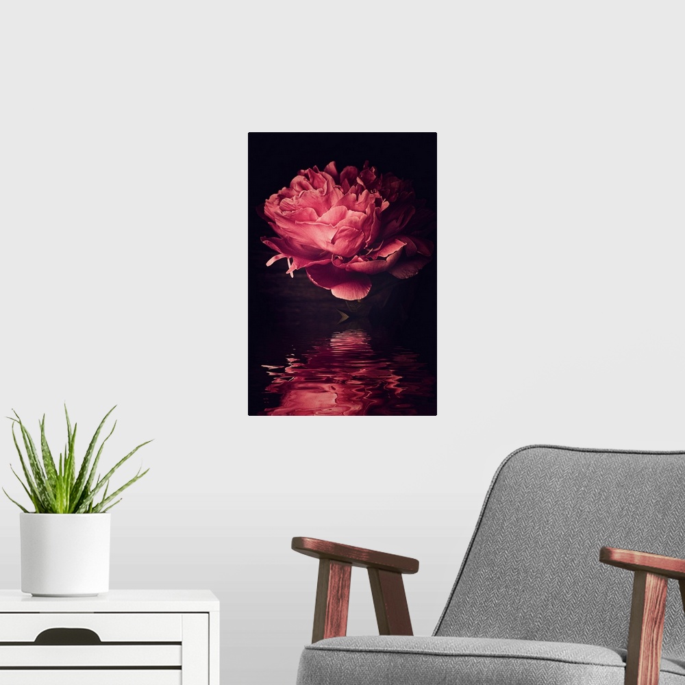 A modern room featuring Big peony head reflecting in the water