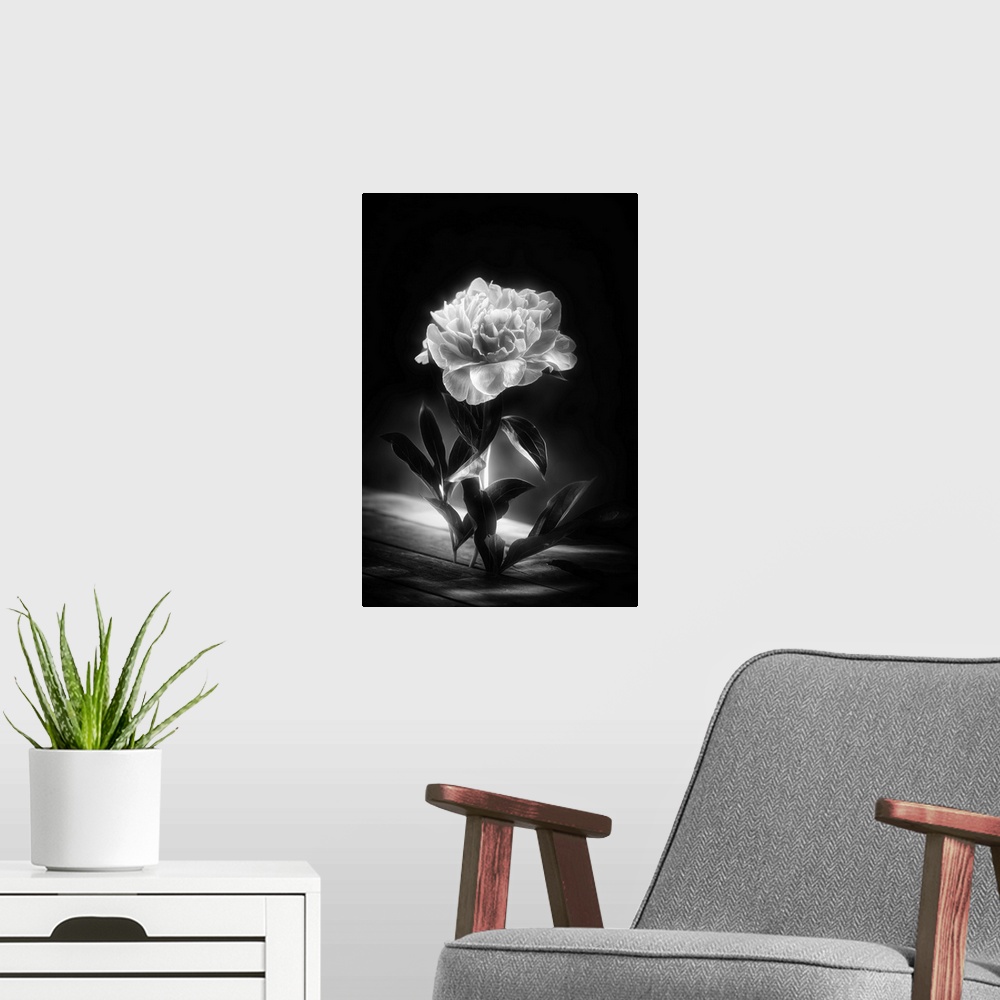 A modern room featuring Peony in black and white looks irridated by light