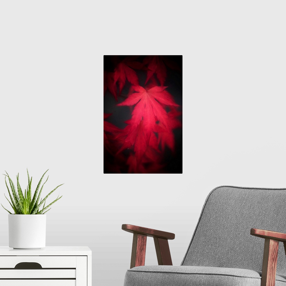 A modern room featuring Red leaf of japanese maple close up