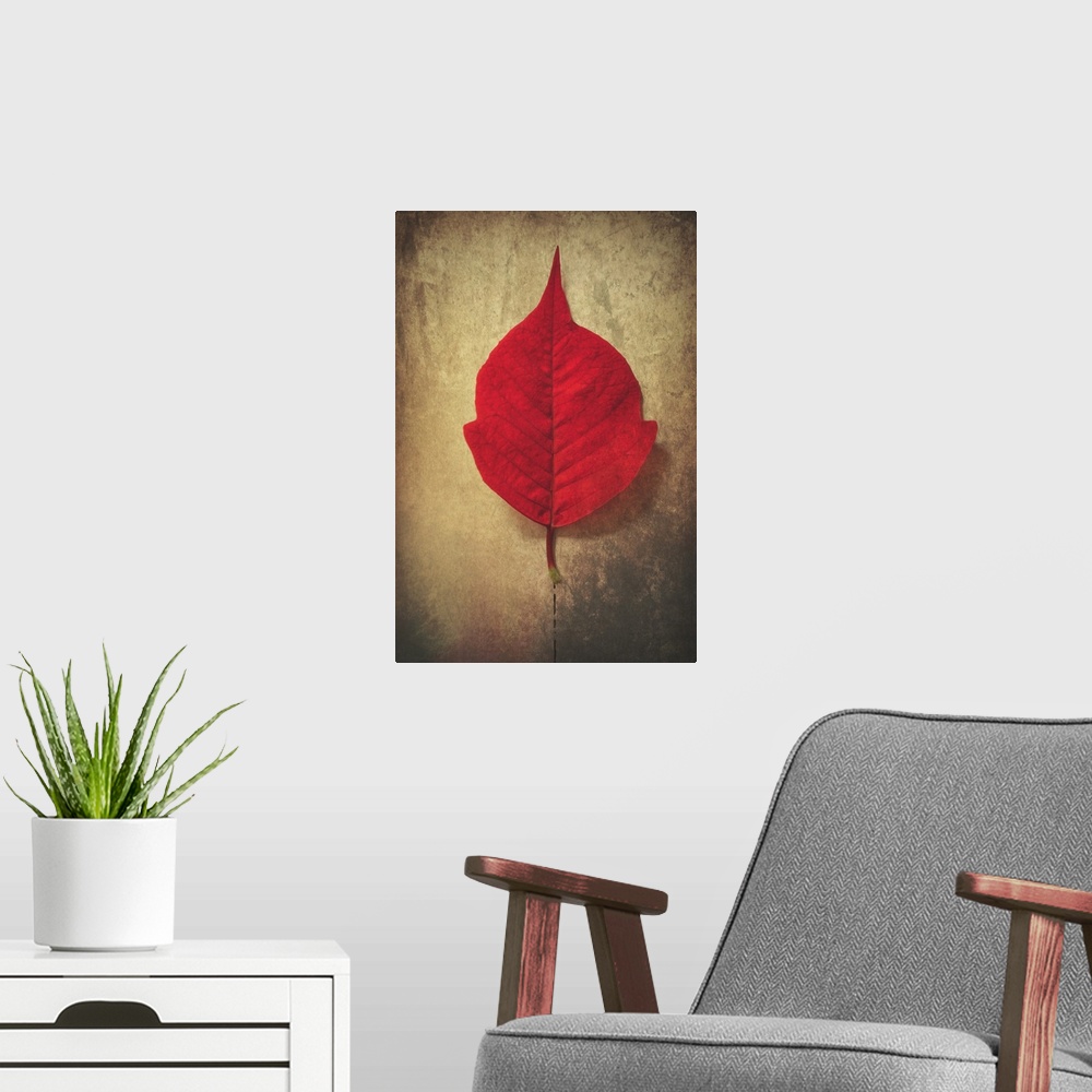 A modern room featuring Photograph of perfect, bright red leaf on a neutral colored ground with a black dotted line leadi...