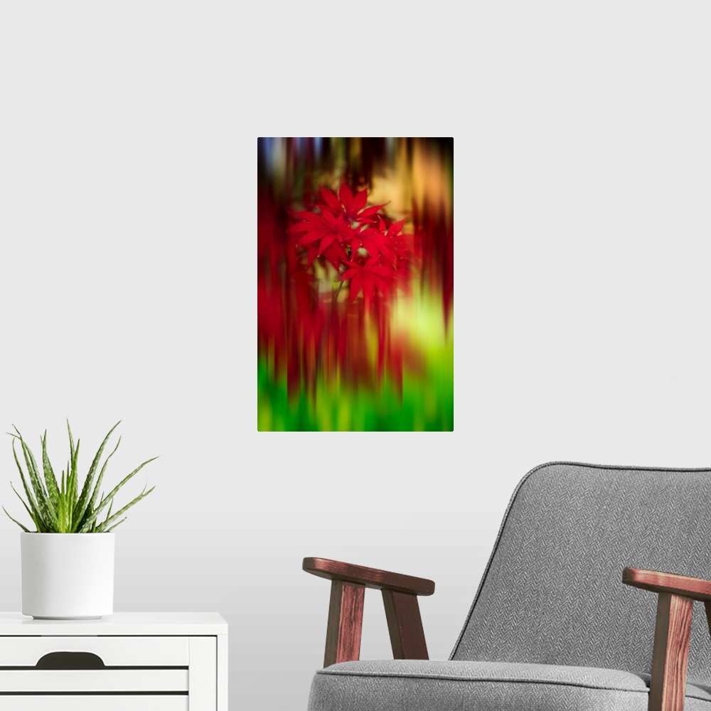 A modern room featuring Fine art photograph of bright red Japanese maple leaves in focus with streaked blurring all aroun...