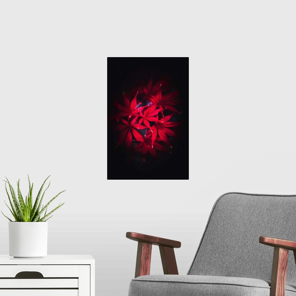 A modern room featuring Red maple leaves on black background