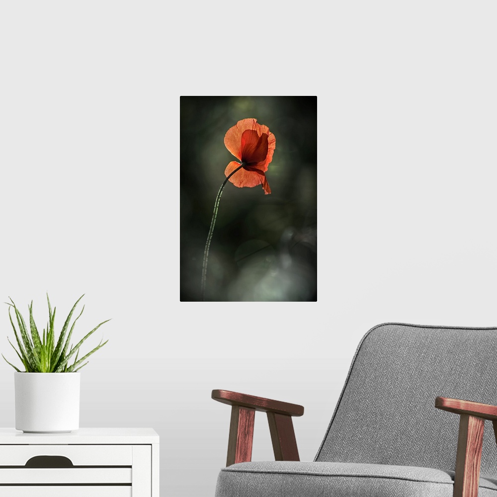 A modern room featuring Fine art photo of a single red poppy rising up against a bokeh background.
