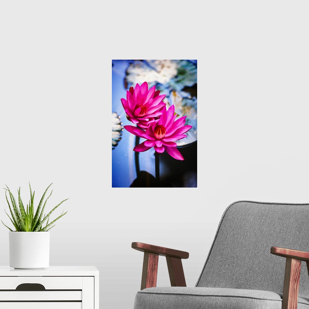 A modern room featuring Close up of water lily flower in expressionist photo