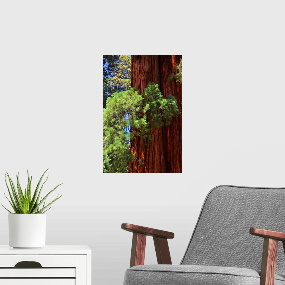 A modern room featuring Sequoia trunk close up