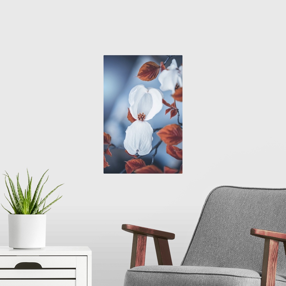 A modern room featuring Dogwood blooming