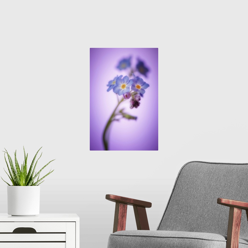 A modern room featuring Forget me not close up with bokeh effect