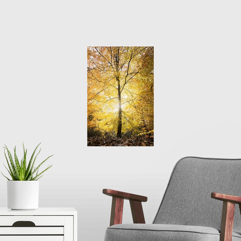 A modern room featuring Single yellow lighting tree at fall in a forest in France, vertical shot with hard light in the c...