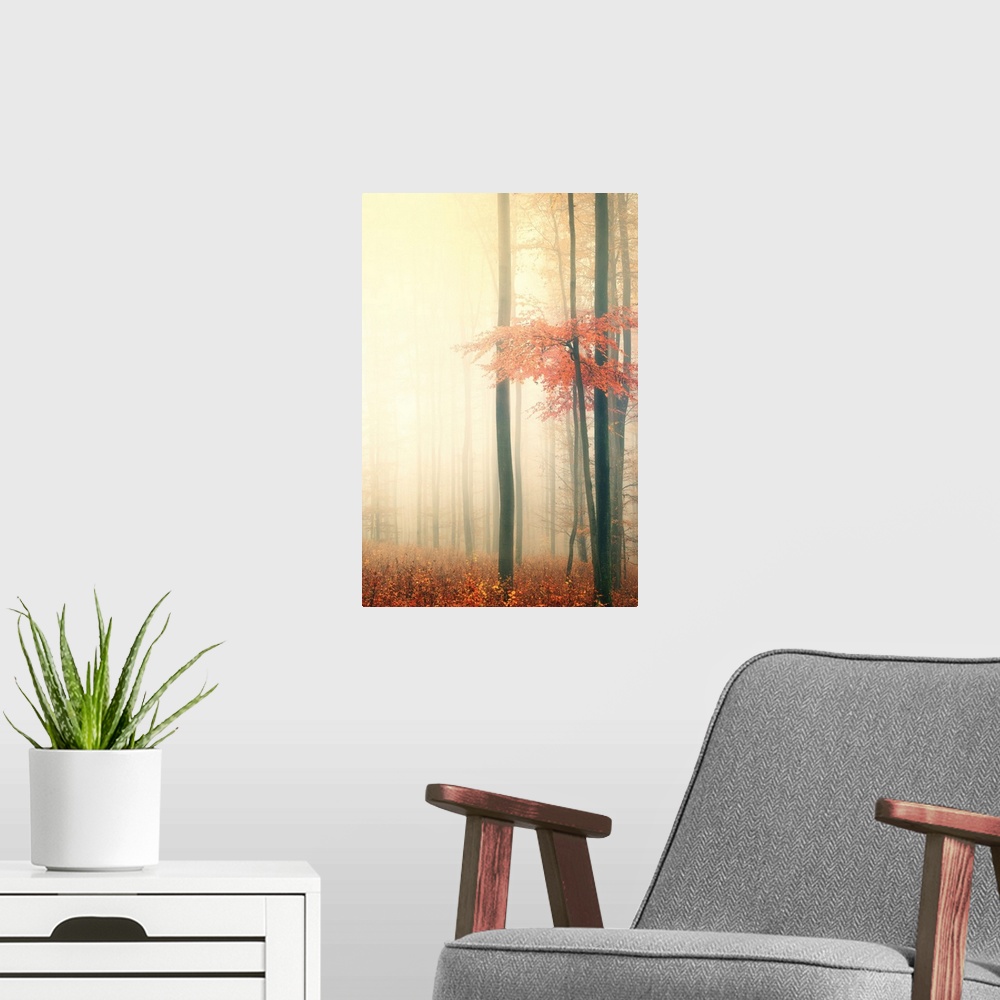A modern room featuring Forest in the mist in the fall