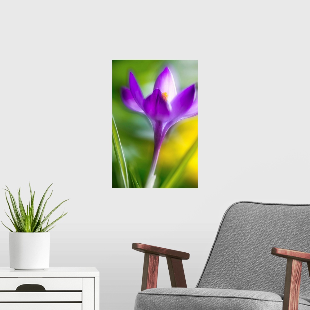 A modern room featuring Double exposure of a Crocus flower giving it a dreamy look.
