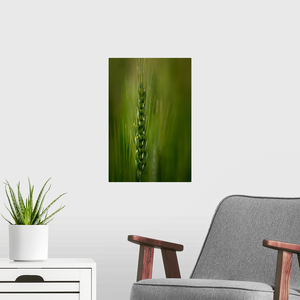 A modern room featuring Close up of a green stalk of wheat.