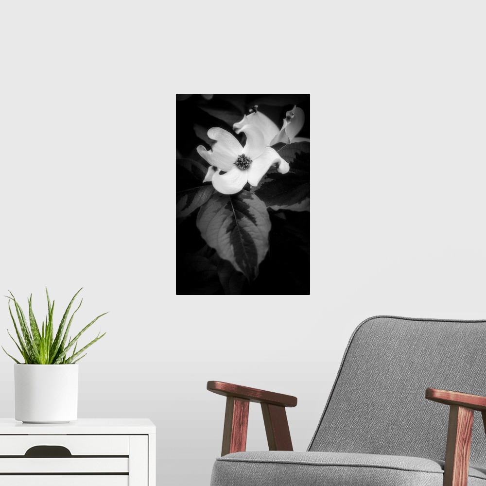 A modern room featuring Dogwood flower in black and white