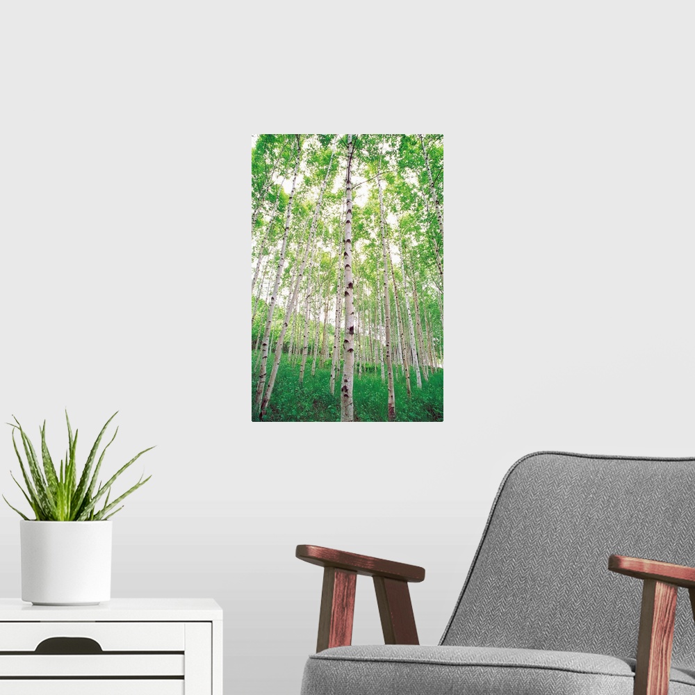 A modern room featuring Aspen Trees, View From Below