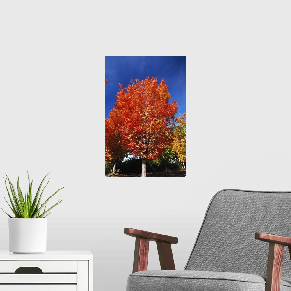 A modern room featuring Autumn Color Maple Trees