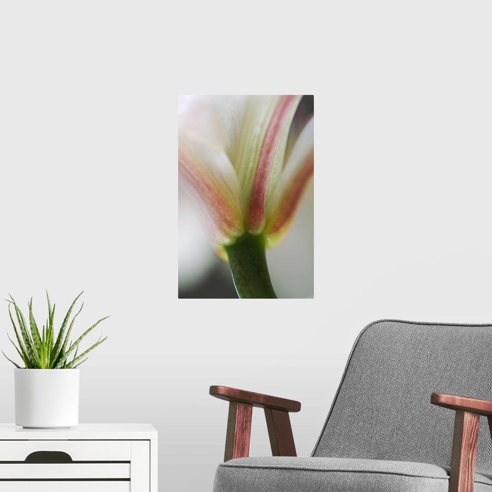 A modern room featuring Base of stargazer lily blossom and stem, detail.
