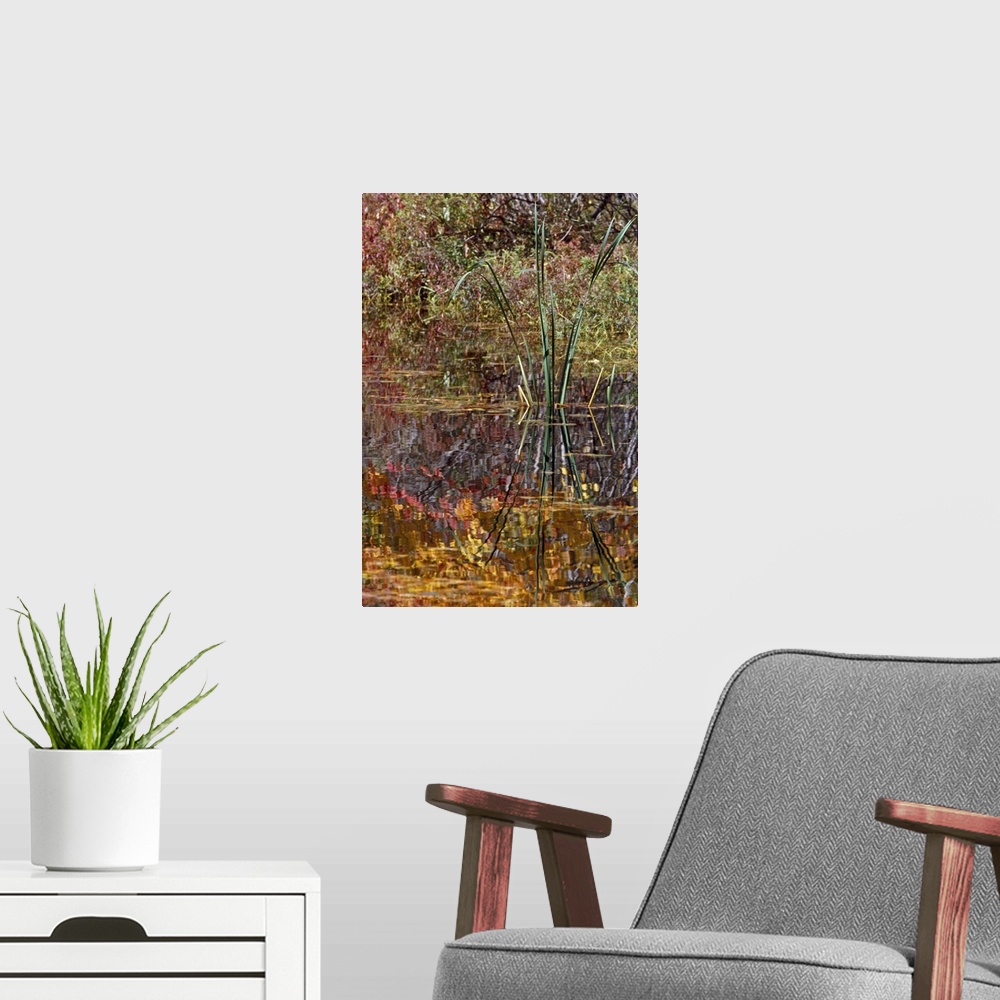 A modern room featuring Cattails and autumn color leaves reflected in pond water, New York
