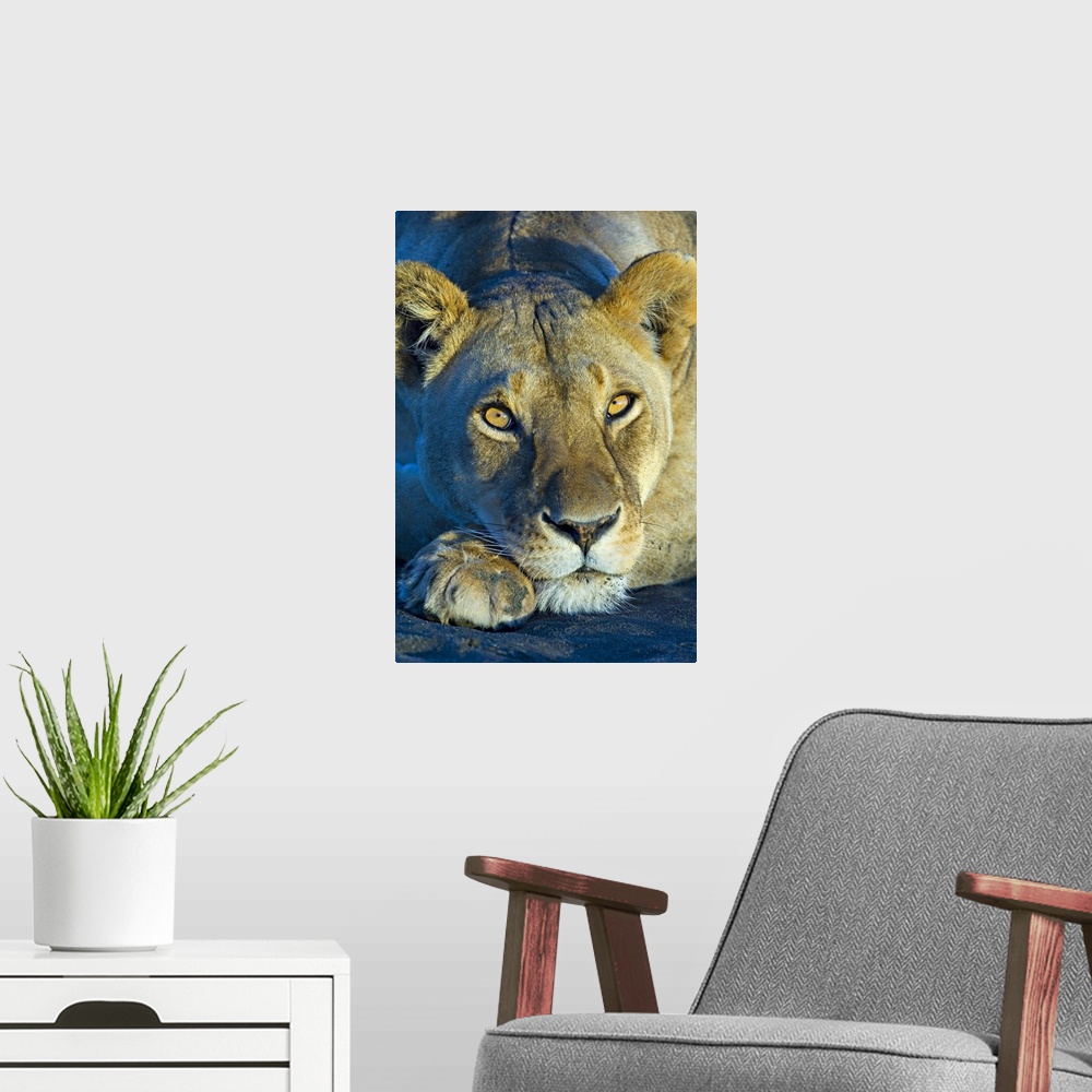 A modern room featuring Close-up of a lioness, Ngorongoro Conservation Area, Arusha Region, Tanzania (Panthera leo)